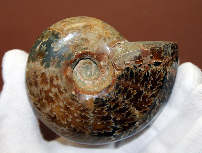 ズッシリ２３０グラムオーバー！全面が縫合線で覆われた、白亜紀のマダガスカル産アンモナイト（Ammonite）（その2）