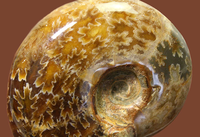 ズッシリ２３０グラムオーバー！全面が縫合線で覆われた、白亜紀のマダガスカル産アンモナイト（Ammonite）（その3）
