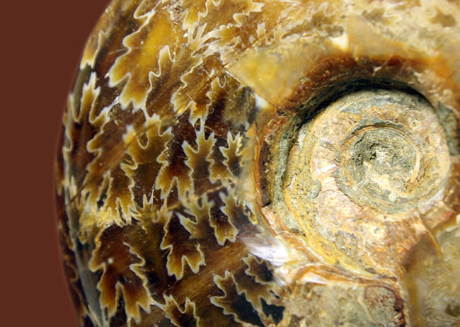 ズッシリ２３０グラムオーバー！全面が縫合線で覆われた、白亜紀のマダガスカル産アンモナイト（Ammonite）（その4）