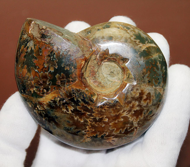 ズッシリ２３０グラムオーバー！全面が縫合線で覆われた、白亜紀のマダガスカル産アンモナイト（Ammonite）（その6）