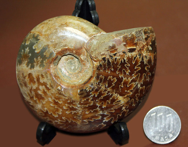 ズッシリ２３０グラムオーバー！全面が縫合線で覆われた、白亜紀のマダガスカル産アンモナイト（Ammonite）（その8）