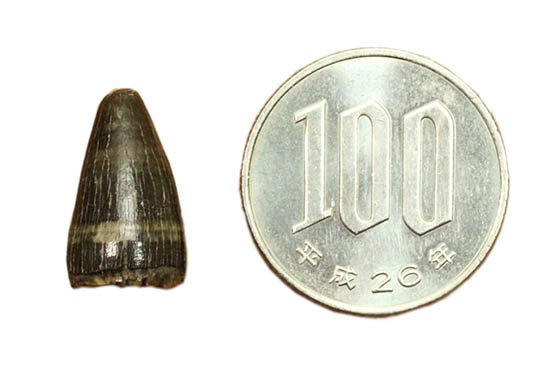 ワニ化石コレクター必見！新生代アリゲーターの歯化石(Alligator tooth)（その6）