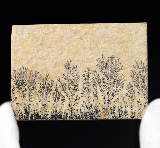 自然の法則は面白い!植物の枝のようにみえますが、実は鉱物、デンドライト(Dendrite)(その1)