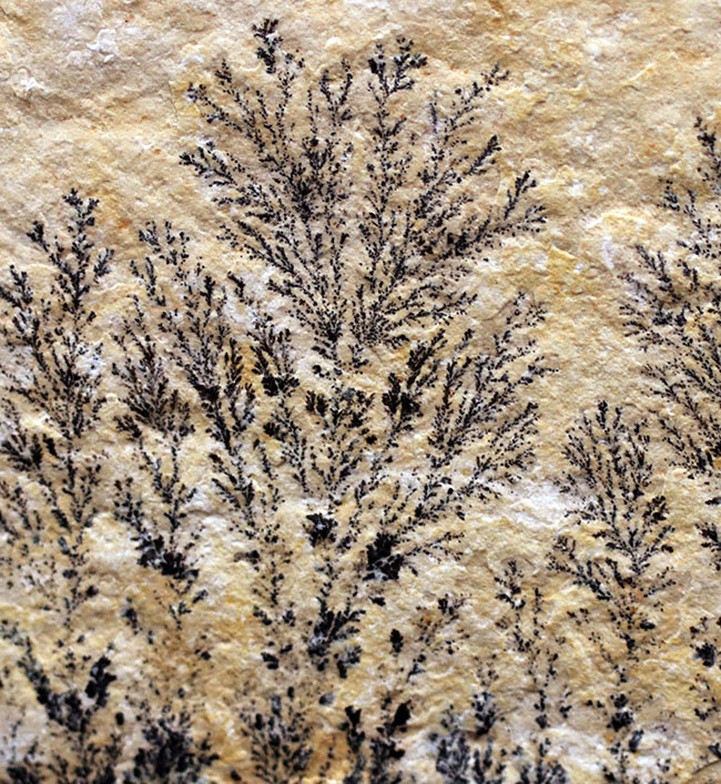 自然の法則は面白い!植物の枝のようにみえますが、実は鉱物、デンドライト(Dendrite)(その2)