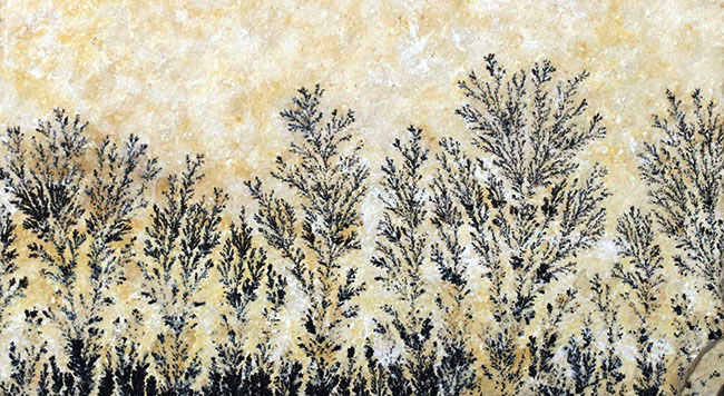 自然の法則は面白い!植物の枝のようにみえますが、実は鉱物、デンドライト(Dendrite)(その3)