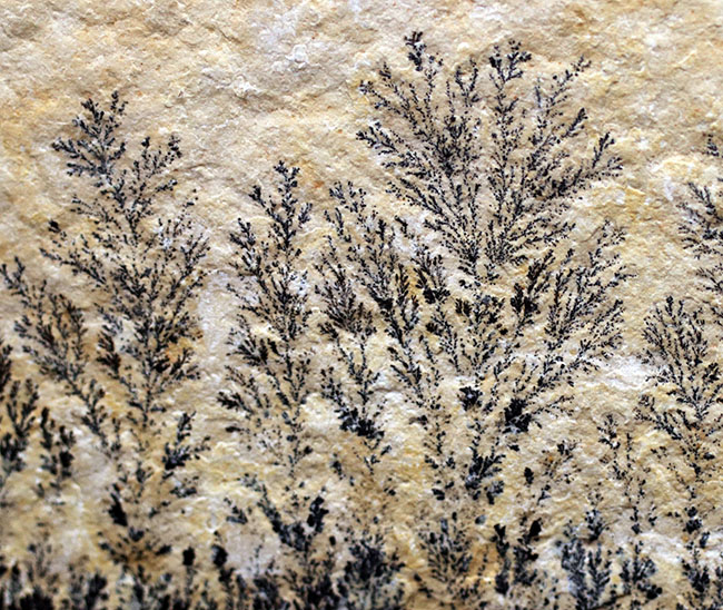 自然の法則は面白い!植物の枝のようにみえますが、実は鉱物、デンドライト(Dendrite)(その5)