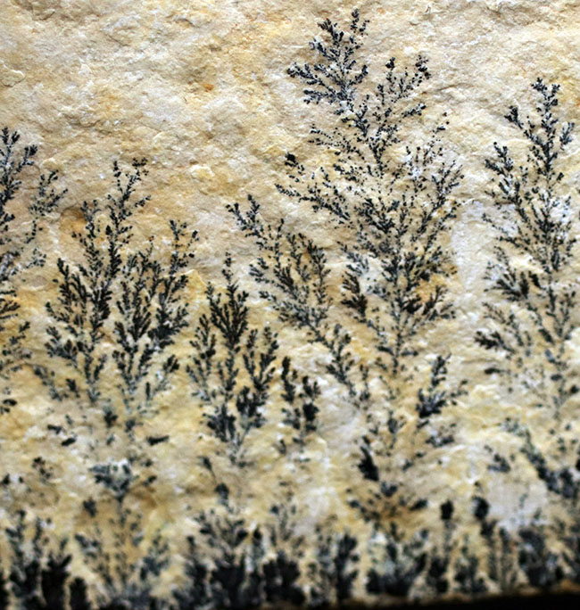 自然の法則は面白い!植物の枝のようにみえますが、実は鉱物、デンドライト(Dendrite)(その7)