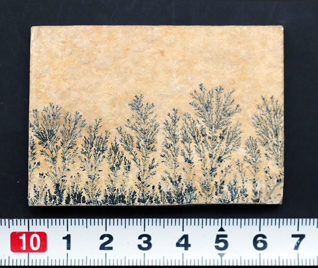 自然の法則は面白い！植物の枝のようにみえますが、実は鉱物