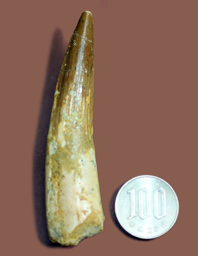 美形標本。長くて美しい、ナチュラルなスピノサウルスの歯化石(Spinosaurus)(その12)