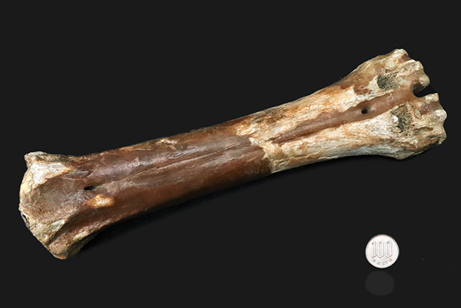 古代の巨獣、氷河期時代のバイソンの足骨の化石（その10）