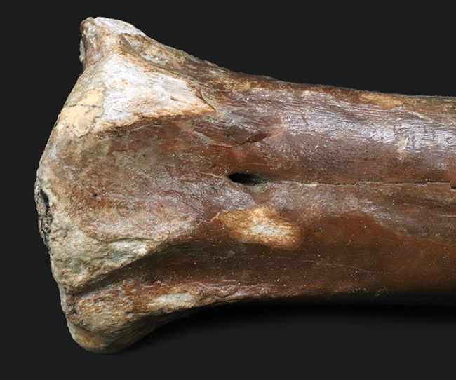 古代の巨獣、氷河期時代のバイソンの足骨の化石（その2）