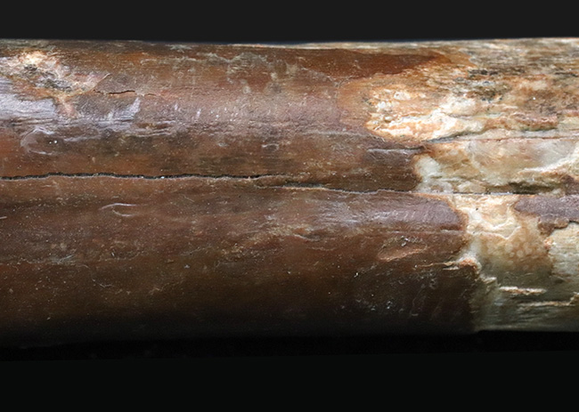 古代の巨獣、氷河期時代のバイソンの足骨の化石（その3）