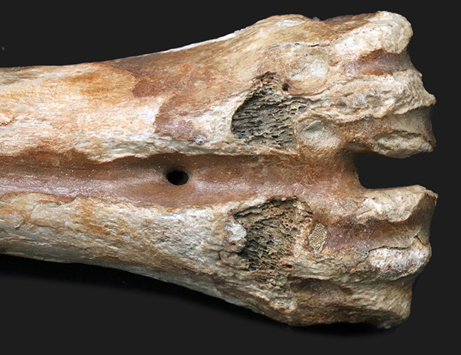 古代の巨獣、氷河期時代のバイソンの足骨の化石（その4）