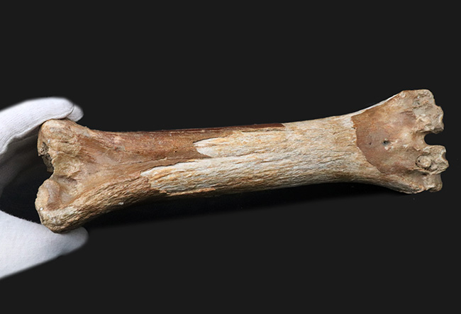 古代の巨獣、氷河期時代のバイソンの足骨の化石（その6）