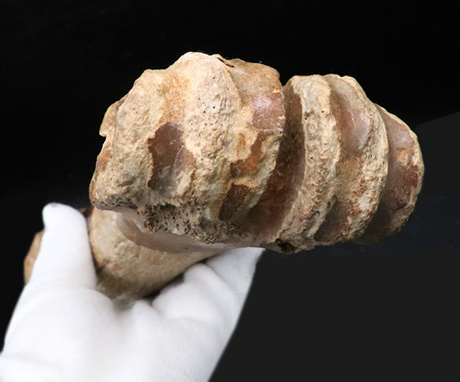 古代の巨獣、氷河期時代のバイソンの足骨の化石（その8）