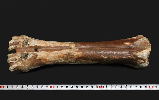 古代の巨獣、氷河期時代のバイソンの足骨の化石（その9）