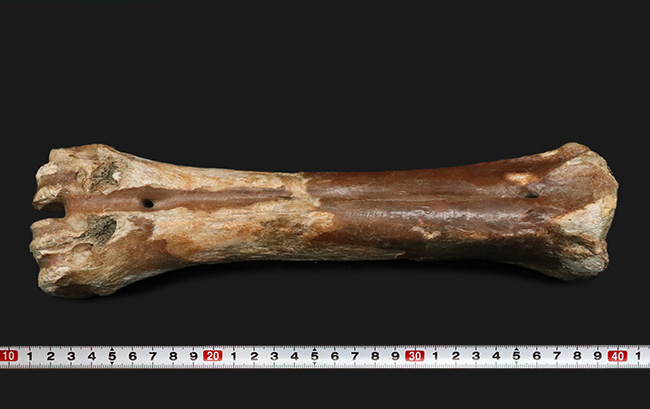 古代の巨獣、氷河期時代のバイソンの足骨の化石（その9）