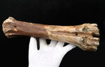 古代の巨獣、氷河期時代のバイソンの足骨の化石