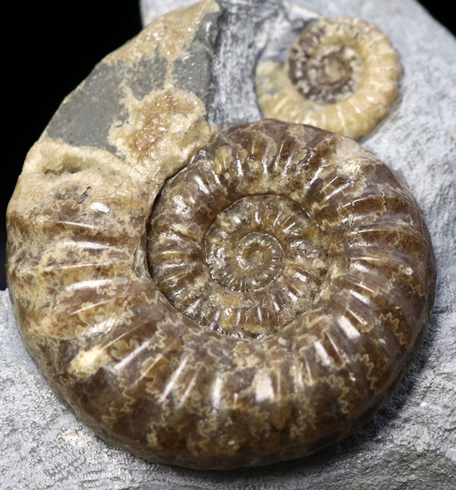 年々採れにくくなりつつある人気の属！イングランド産ジュラ紀のアンモナイト、アステロセラス（Asteroceras）のマルチプレート化石（その1）