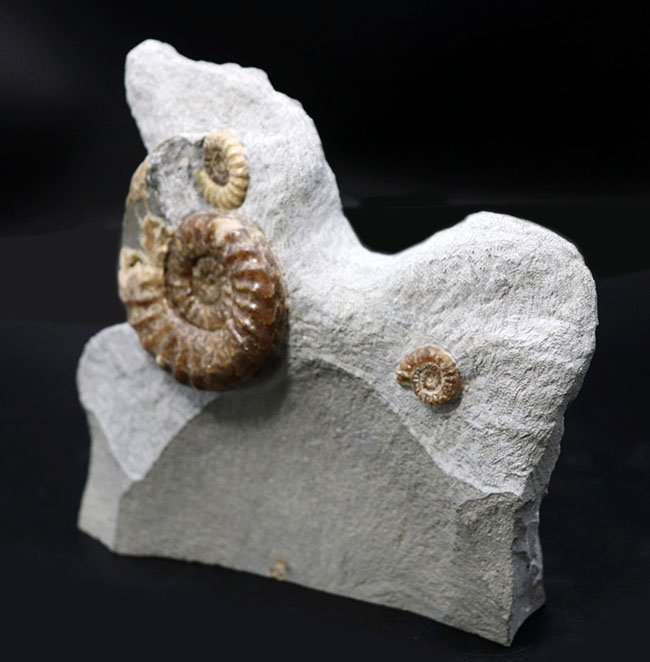 年々採れにくくなりつつある人気の属！イングランド産ジュラ紀の