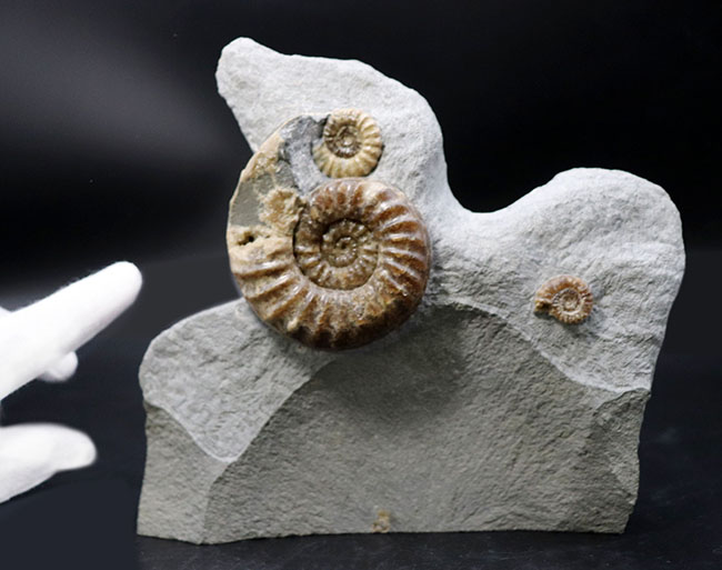 年々採れにくくなりつつある人気の属！イングランド産ジュラ紀の