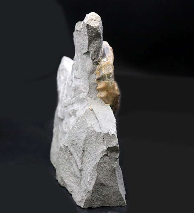 年々採れにくくなりつつある人気の属！イングランド産ジュラ紀のアンモナイト、アステロセラス（Asteroceras）のマルチプレート化石（その7）