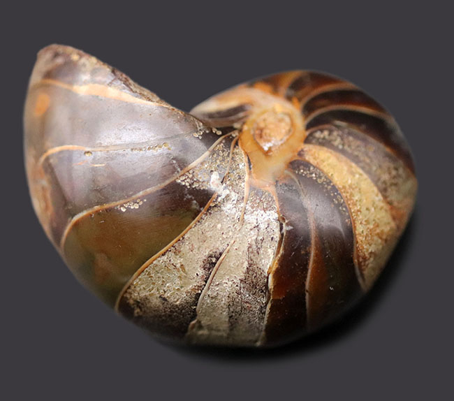 いつの時代も大きく形を変えることなく、悠久の時を生き続けてきたオウムガイ（Nautilus）の化石（その1）