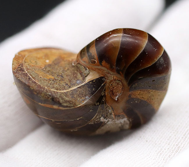 いつの時代も大きく形を変えることなく、悠久の時を生き続けてきたオウムガイ（Nautilus）の化石（その6）