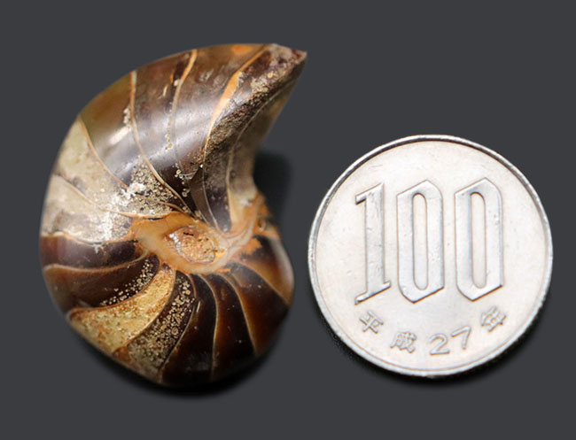 いつの時代も大きく形を変えることなく、悠久の時を生き続けてきたオウムガイ（Nautilus）の化石（その8）