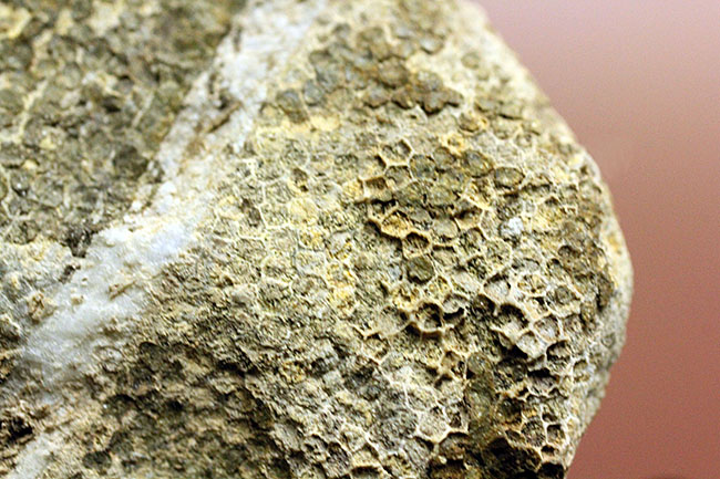 蜂の巣のような見た目にご注目!高知産の絶滅サンゴ、ファボシテス(Favosites)(その10)