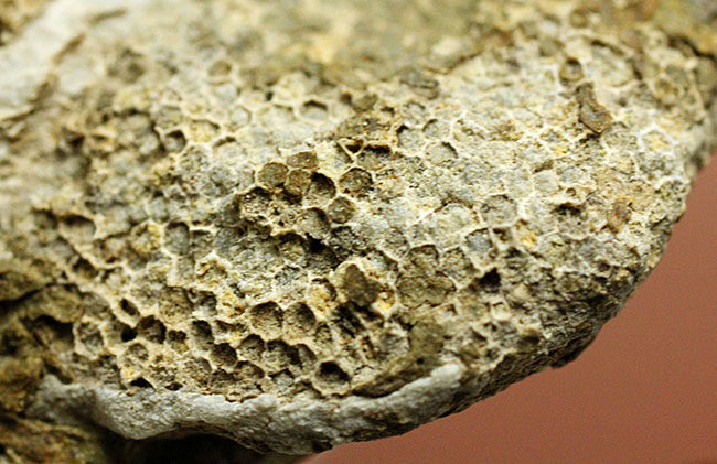 蜂の巣のような見た目にご注目!高知産の絶滅サンゴ、ファボシテス(Favosites)(その11)