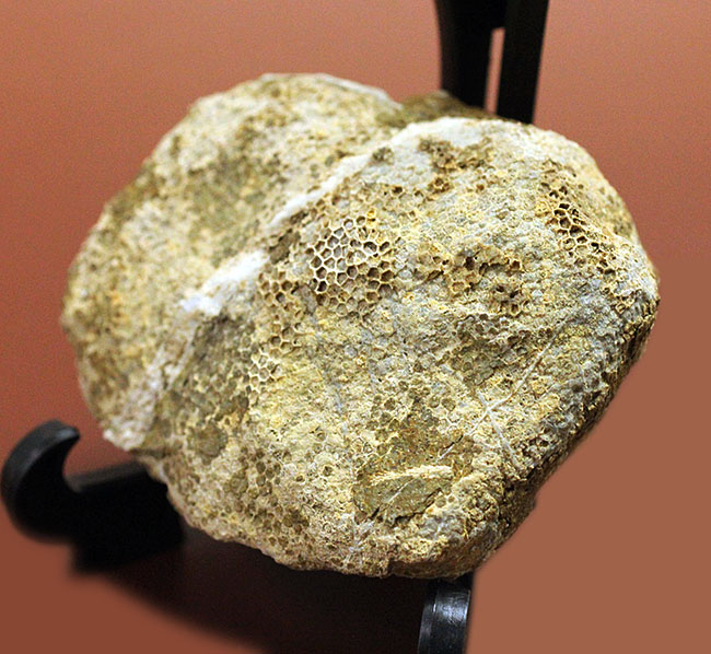 蜂の巣のような見た目にご注目!高知産の絶滅サンゴ、ファボシテス(Favosites)(その3)