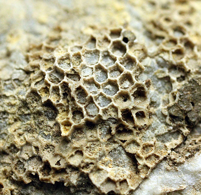 蜂の巣のような見た目にご注目!高知産の絶滅サンゴ、ファボシテス(Favosites)(その4)