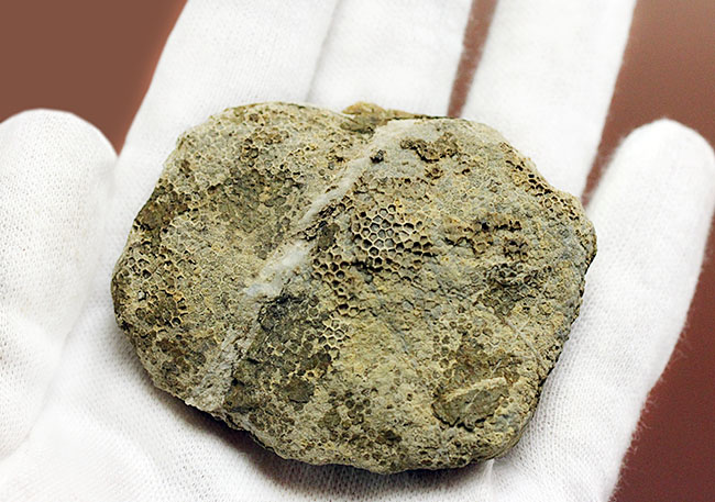 蜂の巣のような見た目にご注目!高知産の絶滅サンゴ、ファボシテス(Favosites)(その5)