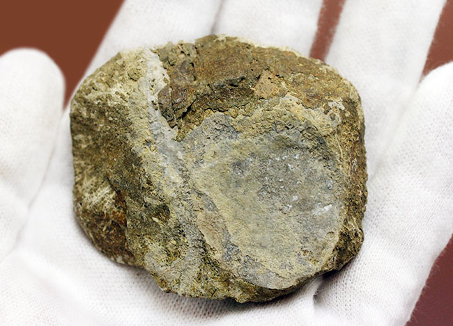 蜂の巣のような見た目にご注目!高知産の絶滅サンゴ、ファボシテス(Favosites)(その6)