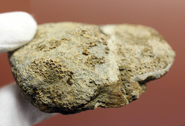 蜂の巣のような見た目にご注目!高知産の絶滅サンゴ、ファボシテス(Favosites)(その7)