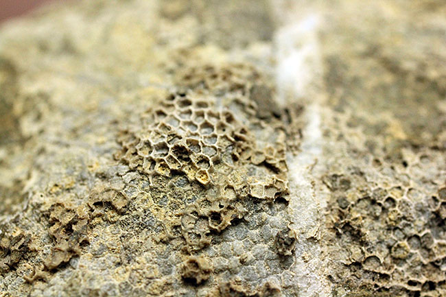 蜂の巣のような見た目にご注目！高知産の絶滅サンゴ、ファボシテス（Favosites）（その8）