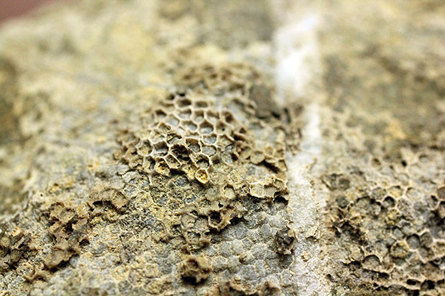 蜂の巣のような見た目にご注目!高知産の絶滅サンゴ、ファボシテス(Favosites)(その8)