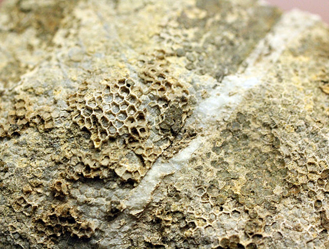 蜂の巣のような見た目にご注目!高知産の絶滅サンゴ、ファボシテス(Favosites)(その9)