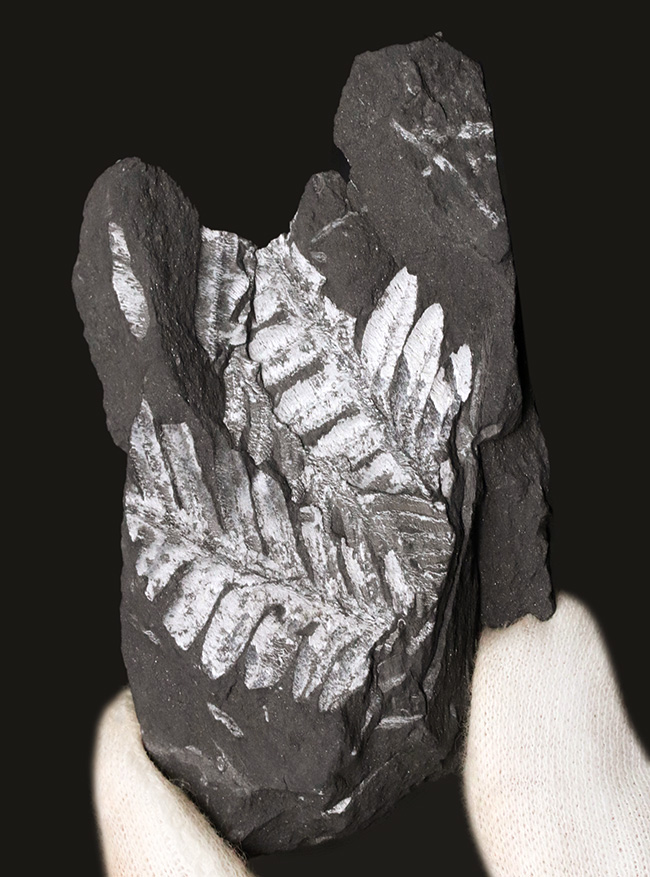 米国ペンシルバニア州で発見された石炭紀の裸子植物、アレトプテリスアレトプテリス・セリッリ（Alethopteris serilli）の群集標本（その1）