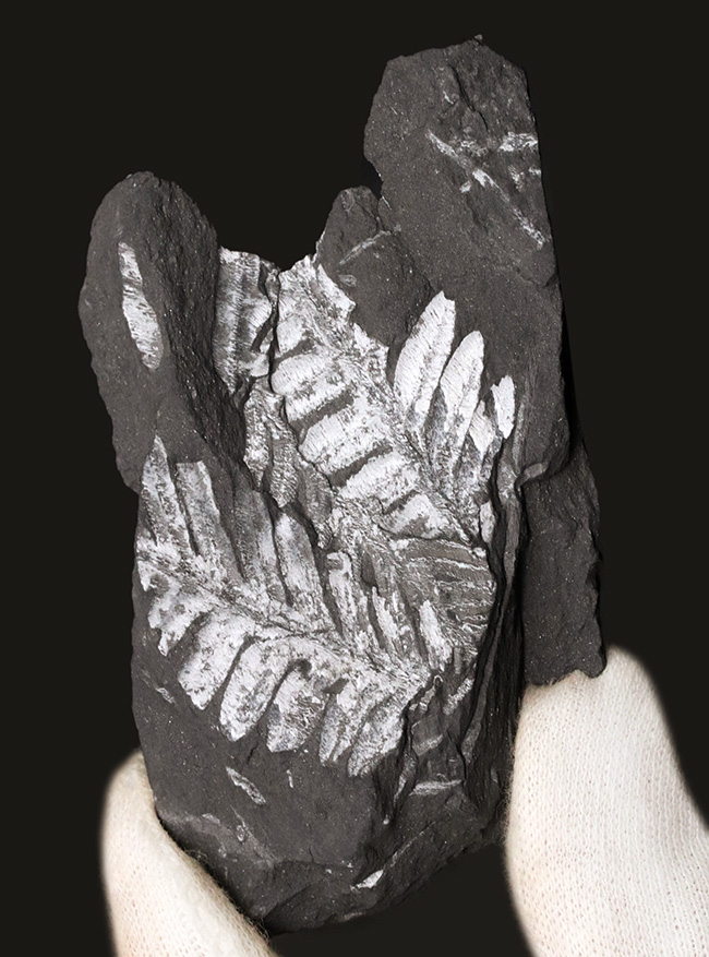 米国ペンシルバニア州で発見された石炭紀の裸子植物、アレトプテリスアレトプテリス・セリッリ(Alethopteris serilli)の群集標本(その1)