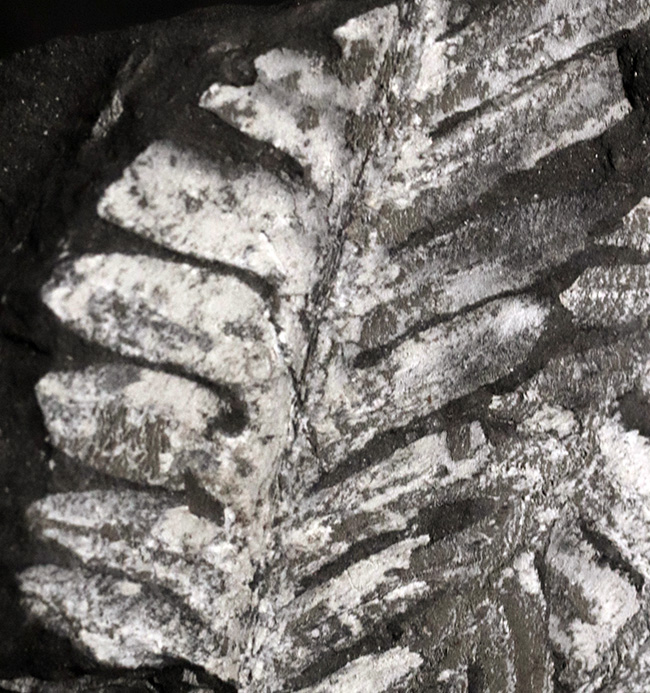 米国ペンシルバニア州で発見された石炭紀の裸子植物、アレトプテリスアレトプテリス・セリッリ（Alethopteris serilli）の群集標本（その2）