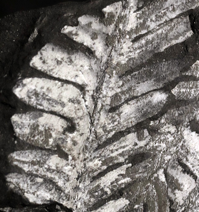 米国ペンシルバニア州で発見された石炭紀の裸子植物、アレトプテリスアレトプテリス・セリッリ(Alethopteris serilli)の群集標本(その2)