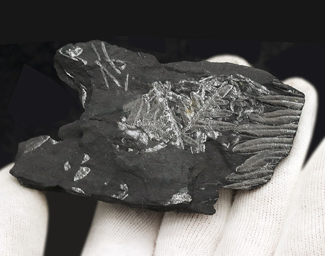 米国ペンシルバニア州で発見された石炭紀の裸子植物、アレトプテリスアレトプテリス・セリッリ(Alethopteris serilli)の群集標本(その3)