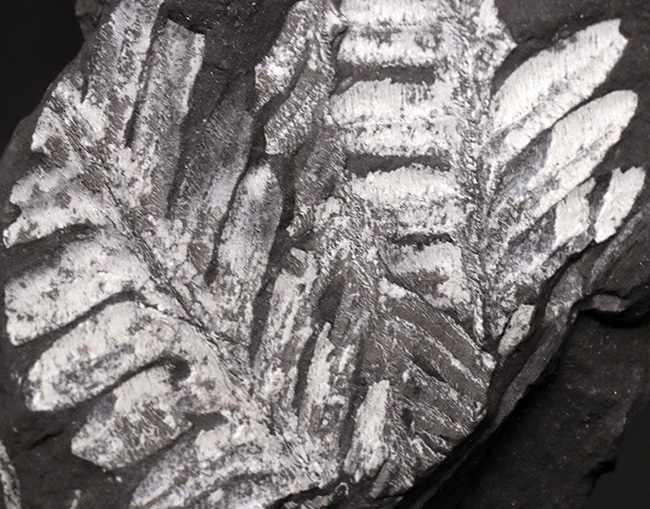 米国ペンシルバニア州で発見された石炭紀の裸子植物、アレトプテリスアレトプテリス・セリッリ（Alethopteris serilli）の群集標本（その4）