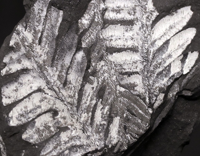 米国ペンシルバニア州で発見された石炭紀の裸子植物、アレトプテリスアレトプテリス・セリッリ(Alethopteris serilli)の群集標本(その4)