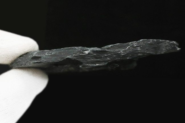 米国ペンシルバニア州で発見された石炭紀の裸子植物、アレトプテリスアレトプテリス・セリッリ(Alethopteris serilli)の群集標本(その5)