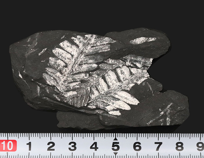 米国ペンシルバニア州で発見された石炭紀の裸子植物、アレトプテリスアレトプテリス・セリッリ(Alethopteris serilli)の群集標本(その6)
