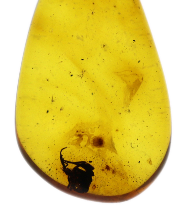 およそ４０００万年前の虫が内包されたバルト海産琥珀（Amber）を使ったペンダントトップ（シルバーチェーン、高級ジュエリーケース付き。）（その2）