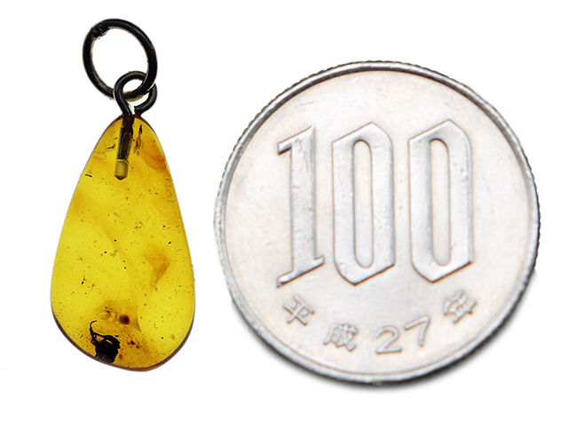 およそ４０００万年前の虫が内包されたバルト海産琥珀（Amber）を使ったペンダントトップ（シルバーチェーン、高級ジュエリーケース付き。）（その8）